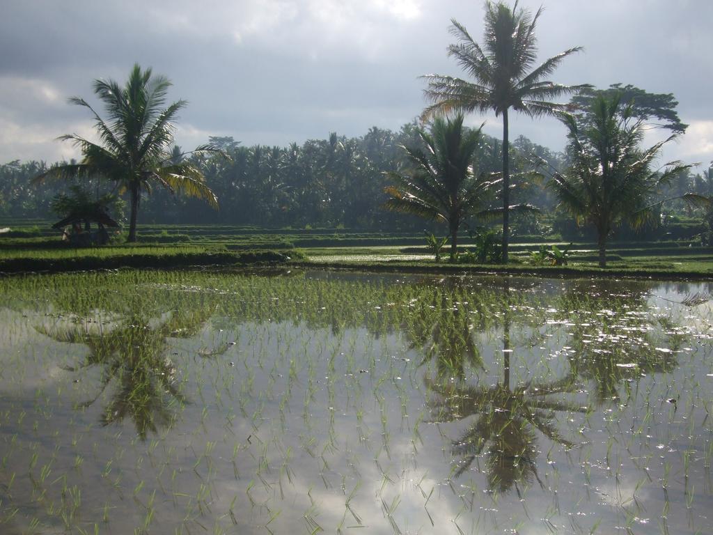 Puri Darma Agung Villa Ubud  Bagian luar foto